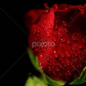 by Candy (Ellison) Downs - Flowers Single Flower