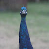 indian peafowl, peacock, pavo real