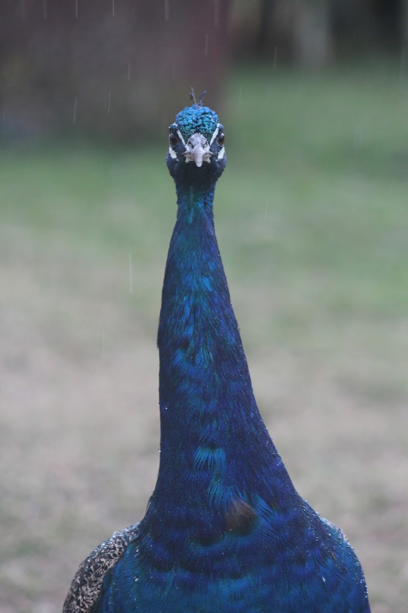 indian peafowl, peacock, pavo real