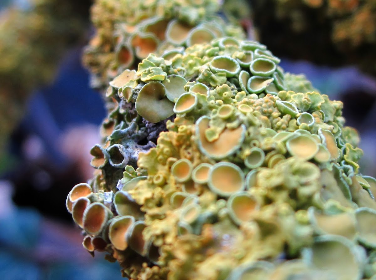 maritime sunburst lichen