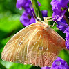 Orange-barred Sulphur Butterfly