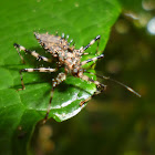 Thorny bug