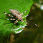 Thorny bug