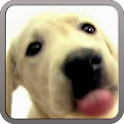 DOG SCREEN CLEANER LWP PRO