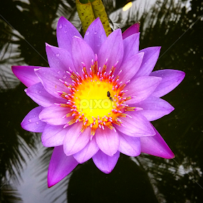 by Vysakh  Bhanu - Flowers Single Flower