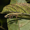 Stick Insect, Phasmid - Pair