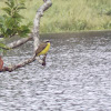 Lesser Kiskadee