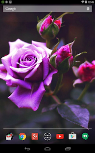 How to download Violet Rose Live Wallpaper 1.1.1 apk for laptop