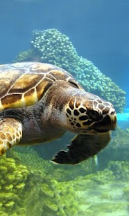 How to install Turtle Wallpapers lastet apk for pc