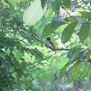 Asian Paradise flycatcher (male)