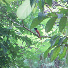 Asian Paradise flycatcher (male)