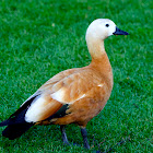 Ruddy Shelduck  / Brahminy Duck