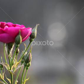 Rose by তিত কুটি - Flowers Flower Gardens