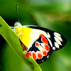 Northern Jezabel Butterfly