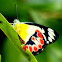 Northern Jezabel Butterfly