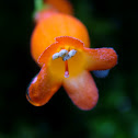Chilean Mitre Flower (Botellita)