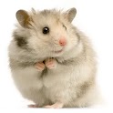 iHamster logo
