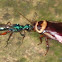 House Cockroach & Emerald Cockroach Wasp