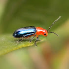 Shiny Flea Beetle.