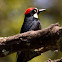 Acorn Woodpecker