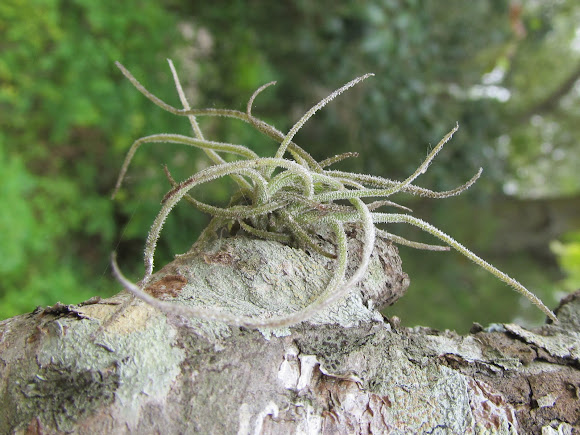 spanish-moss-immature-project-noah