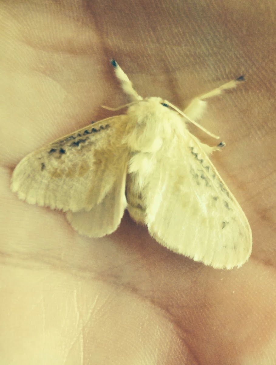 Black-waved flannel moth