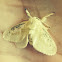 Black-waved flannel moth