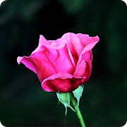 Pink Rose Live Wallpaper  Icon