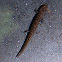 Northern Dusky Salamander (young)