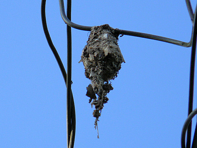 yellow-breasted sunbird nest