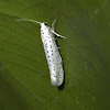 European Small Ermine Moth