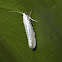 European Small Ermine Moth