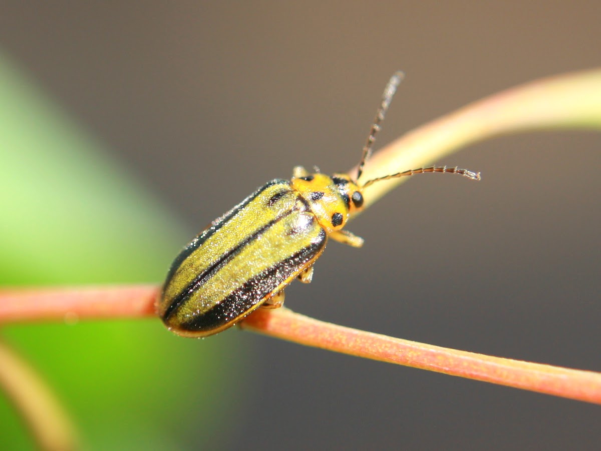 Elm leaf beetle