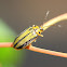 Elm leaf beetle