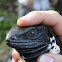 Iguana negra