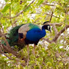 The Indian Peacock