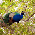 The Indian Peacock