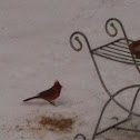 Northern Cardinal or Redbird or Common Cardinal