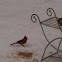 Northern Cardinal or Redbird or Common Cardinal