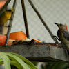 Pajaro Carpintero / Red-crowned Woodpecker