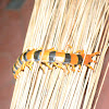 Inian Tiger Centipede