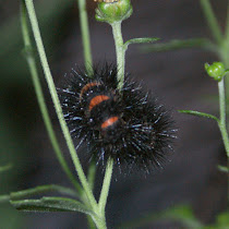 Caterpillars of the Southeastern USA