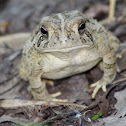 fowler's toad