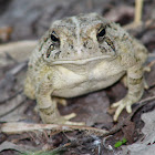 fowler's toad