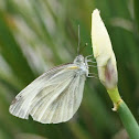 Indian cabbage white