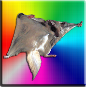 Flying Squirrel 1.0 Icon