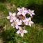 Common centaury 