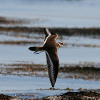 Killdeer