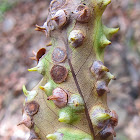 Lophostemon Prickly Leaf Galls