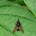 Long beaked horsefly
